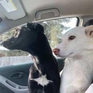 Meet your Posher, Mackenzie